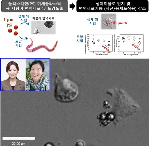 미세플라스틱, 토양 생태계 면역까지 위협… 지렁이도 감염 취약성 증가 - 산업종합저널 소재