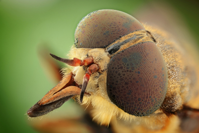 KAIST, 초당 9천120프레임 포착 ‘곤충 눈 카메라’ 개발