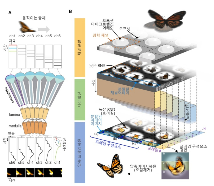 KAIST, 초당 9천120프레임 포착 ‘곤충 눈 카메라’ 개발